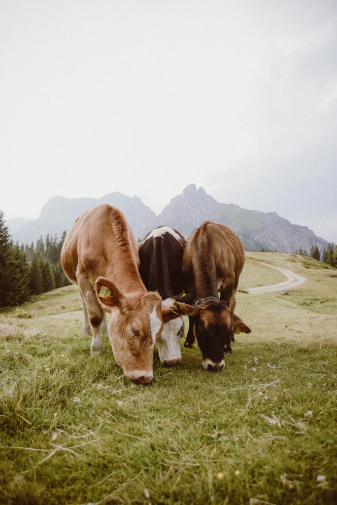 Hochzeitsfotograf Kirchdorf an der Krems