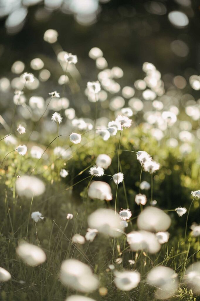Hochzeitsfotograf Kirchdorf an der Krems