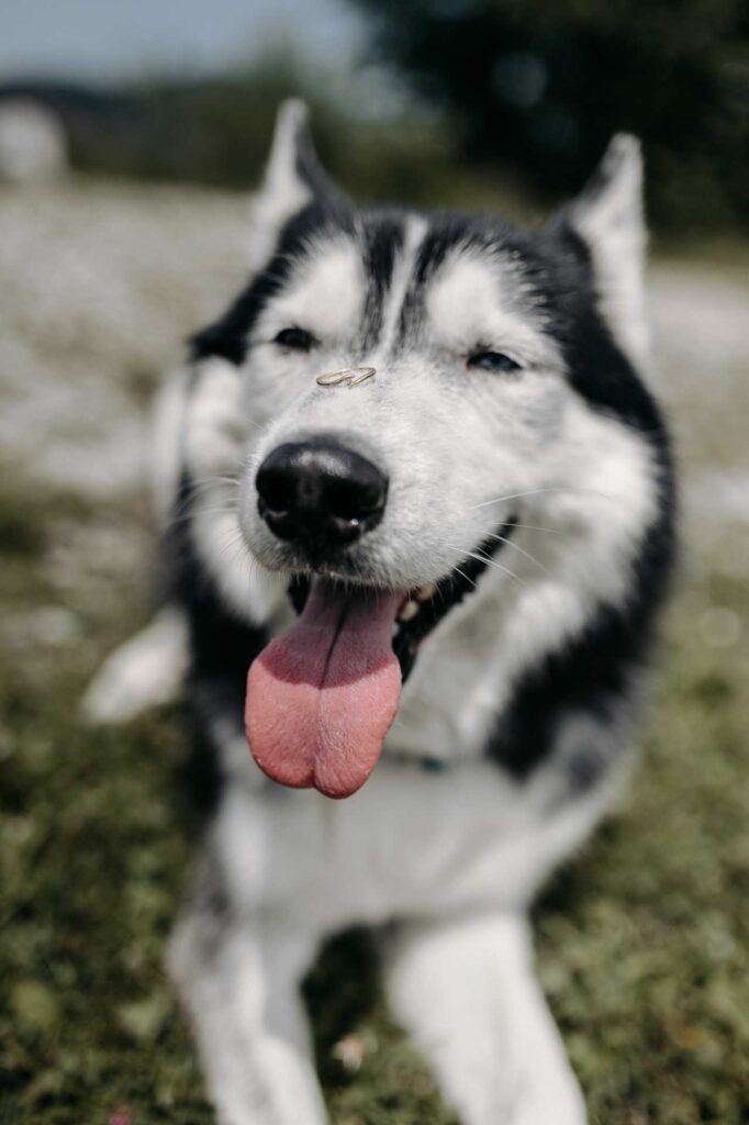Hochzeitsfotograf Ternberg