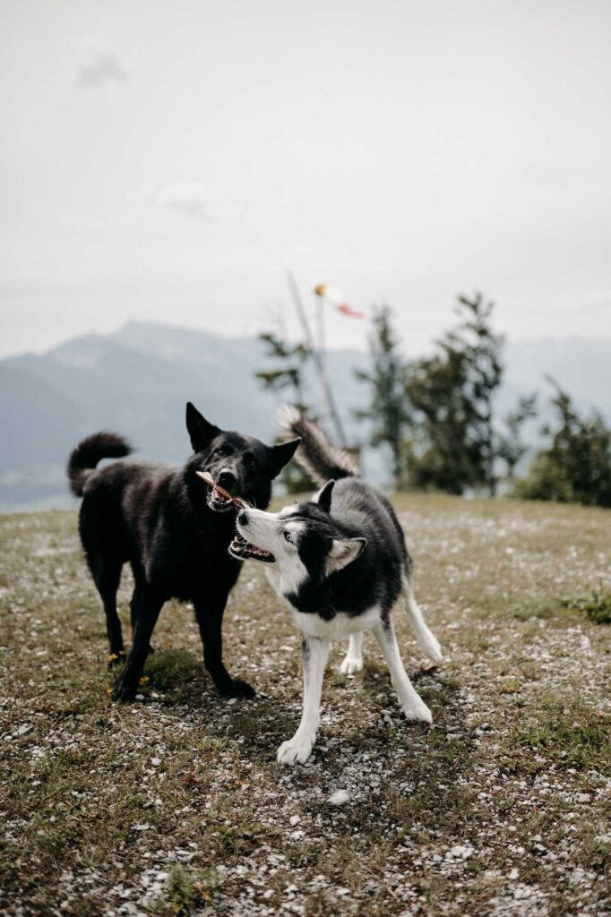 Hochzeitsfotograf Windischgarsten