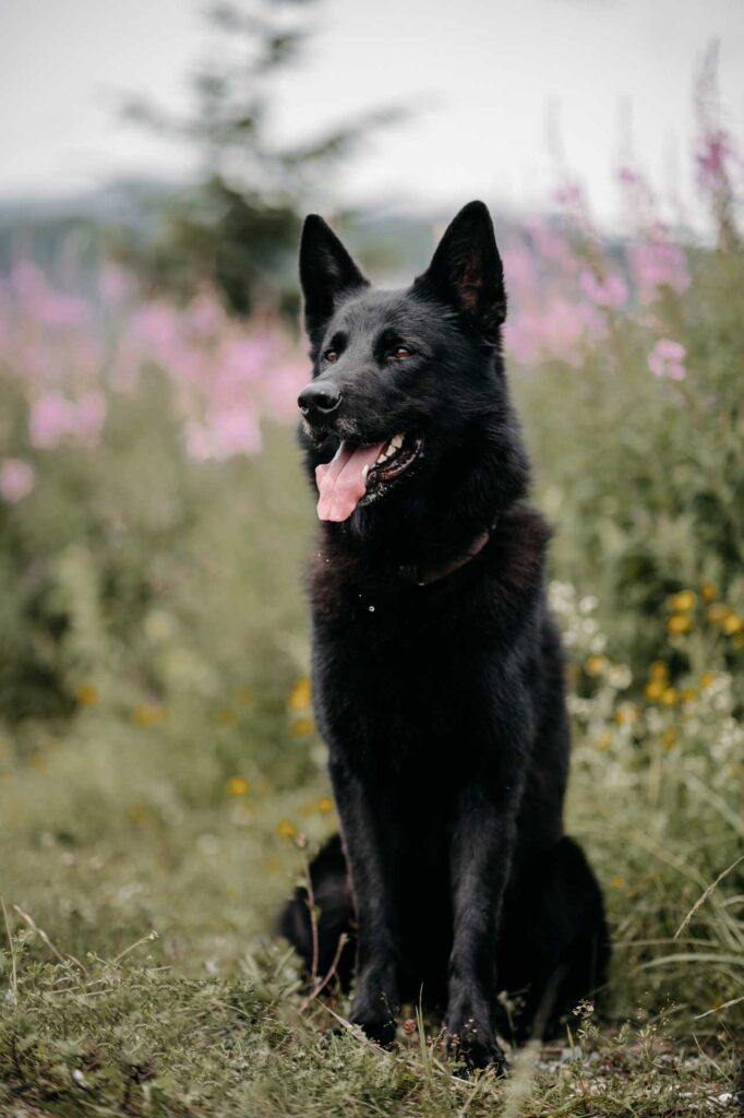 Verlobungsfotos mit Hund