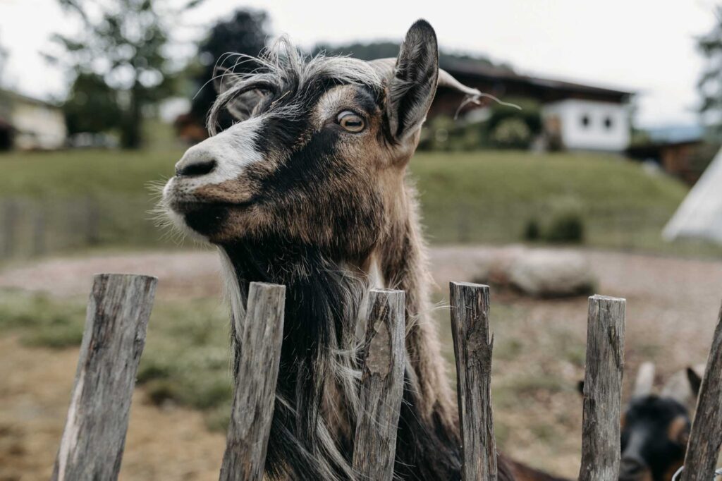 Heiraten in Radstadt