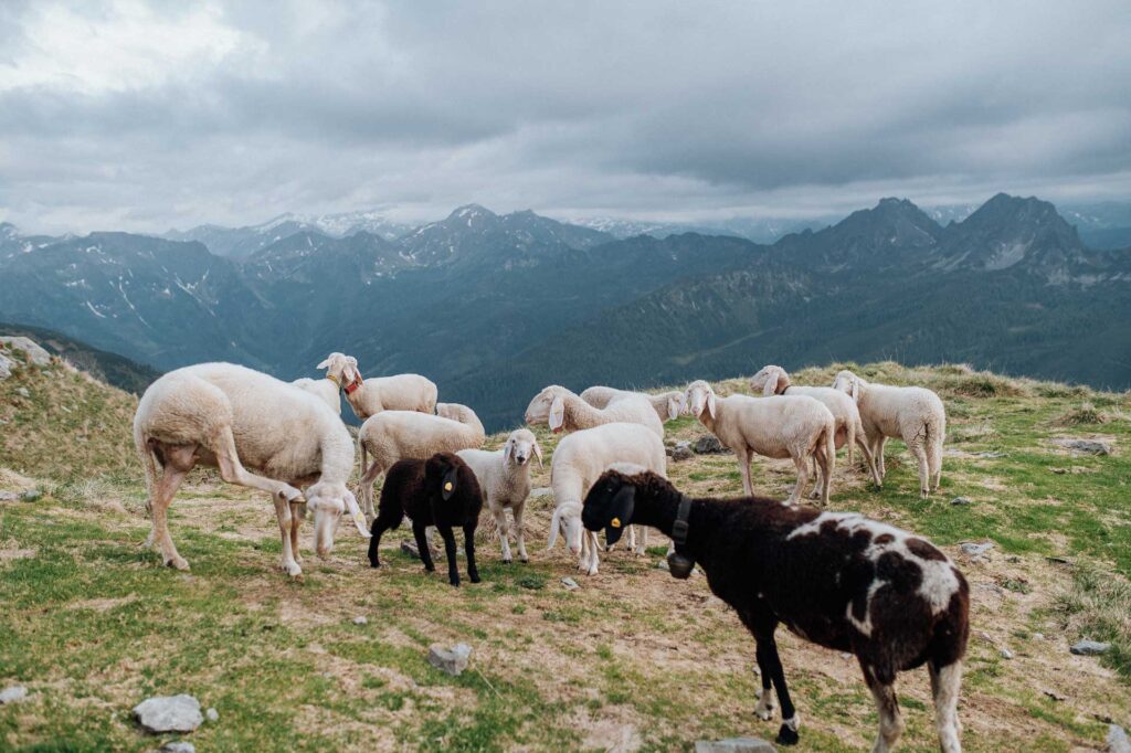 Elopement in Schladming
